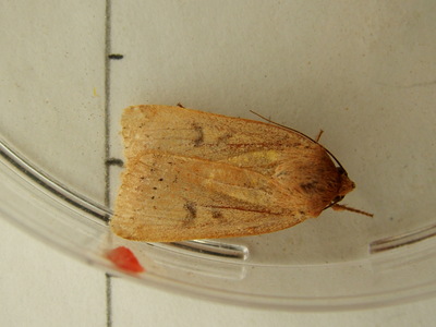 Lesser Yellow Underwing
